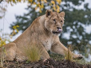 A pride of Asiatic lions – the world’s rarest lion species – have taken their first steps into a specially-created new home at Chester Zoo.
