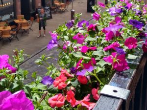 Chester In Bloom – Chester BID fills city streets with blooming displays